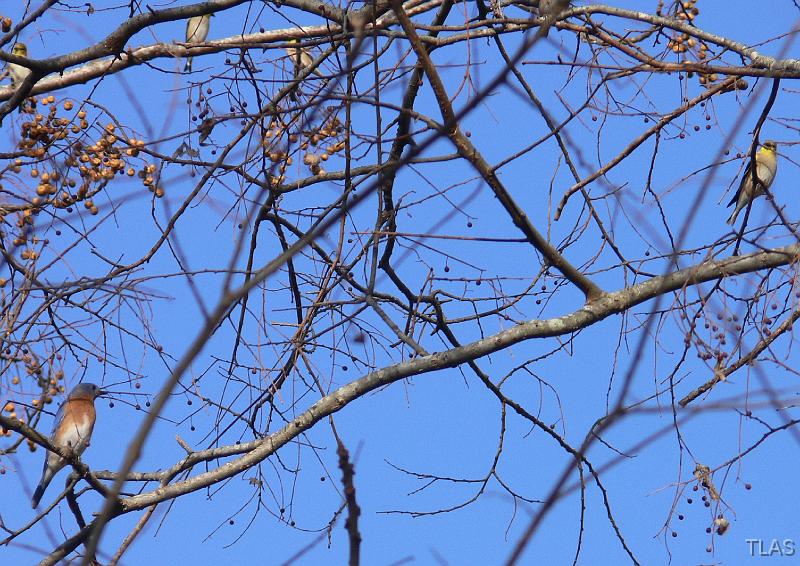 Eastern Bluebird & American Goldfinch 011208 024
